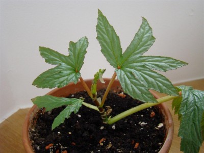 Begonia gardneri_1.JPG