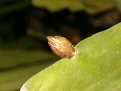 EpiBlüte.JPG
