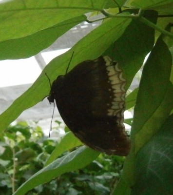 Euploea midamus singapura - 001 (568x640).jpg