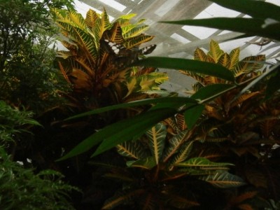 Kroton - 001 (640x480).jpg