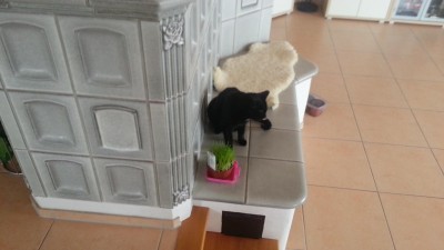Floh.jpg
