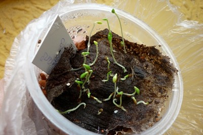 Sämlinge nach 14 tage.JPG