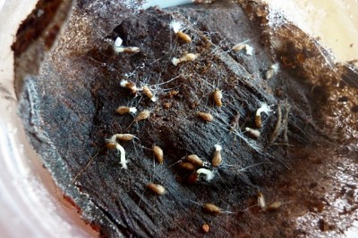 Samen nach 5 Tage.JPG