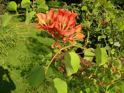 DSCN6207 Bauhinia.jpg