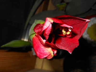 DSCN1805.JPG