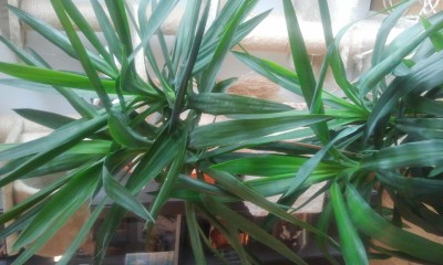 2013-02-26 15.58.04.jpg