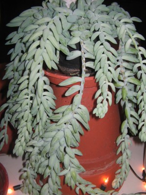 sedum morganianum.JPG