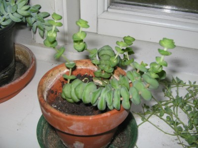 crassula perforata.JPG