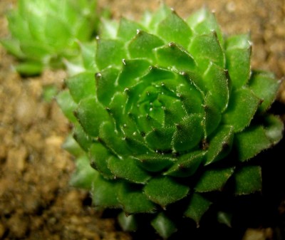 Sukkulenten-Sempervivum-inwersenii hardy.jpg