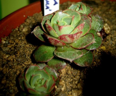 Sukkulenten-Echeveria-longissima.jpg
