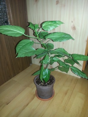 20130226_170739.jpg