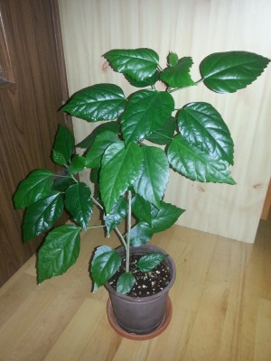 20130226_170716.jpg