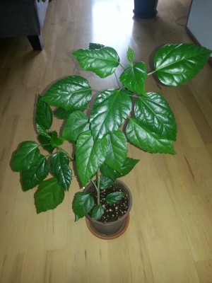 20130226_170655.jpg