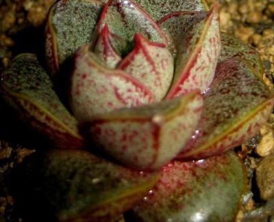 Sukkulenten Echev.-chinensis.jpg