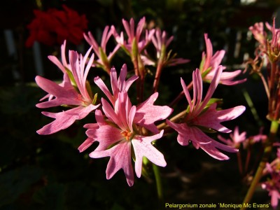 Pel. zonale St Monique mc Evans.jpg