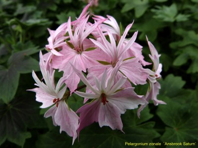 Pel. zonale St Ansbrook Saturn.JPG