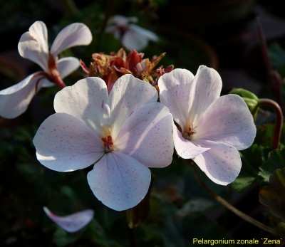 Pel. zonale Zena.jpg