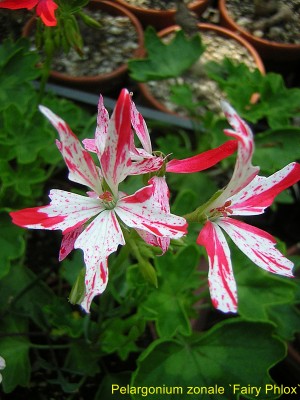 Pel. zonale St Fairy Phlox.JPG