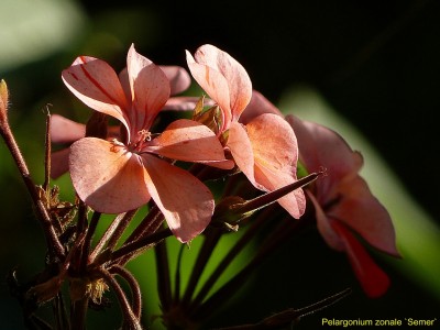 Pel. zonale semmer.jpg