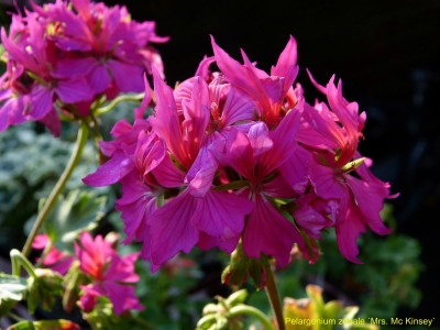 Pel. zonale St Mrs. mc Kinsey1.jpg