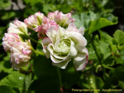 Pel. zonale Appelblossum.JPG