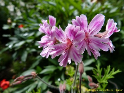 Pel. caffrum Diana.JPG