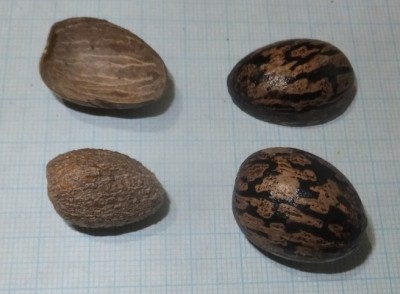 98.  Baum, DSCF6863 - copia.JPG