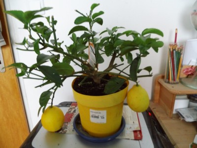 Meine Bilder 1604a.jpg