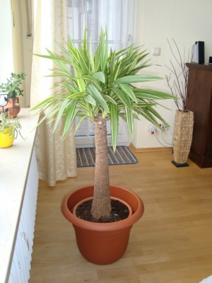 Yucca panaschiert (2).JPG