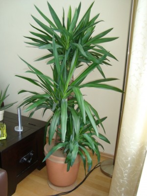 Yucca.JPG