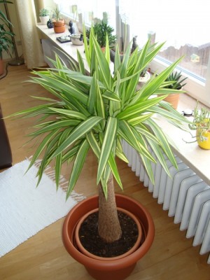 Yucca panaschiert (1).JPG