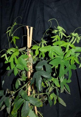 Passiflora 003yy.jpg