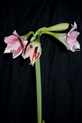 Amaryllis2012 384yy.jpg