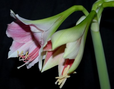 Amaryllis2012 383yy.jpg