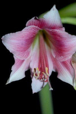 Amaryllis2012 380yy.jpg