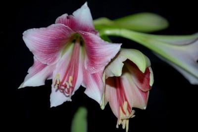 Amaryllis2012 379yy.jpg
