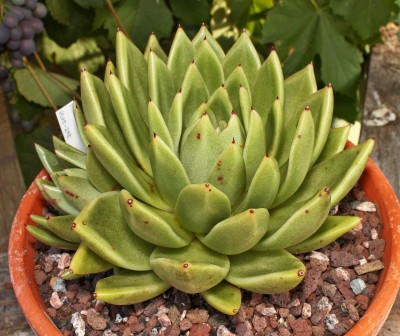 Echeveria ´Lucas´ 2009-198 (1a).jpg
