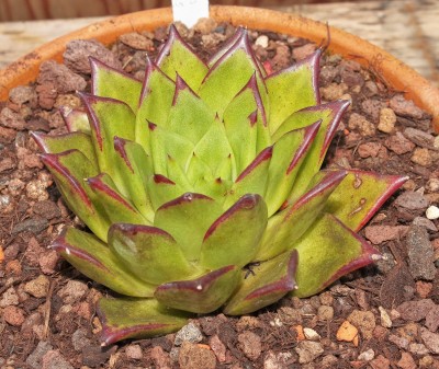 Echeveria agavoides 2011-125 (4a).jpg