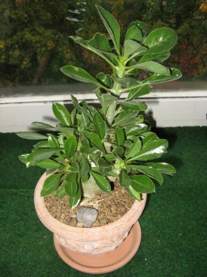 Pachypodium saundersii 10. Oktober 2012.JPG