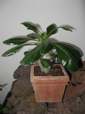 Pachypodium saundersii Mai 2012.jpg