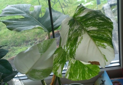 monstera_var_02_13.jpg
