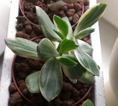 crassula_var_02_13.jpg