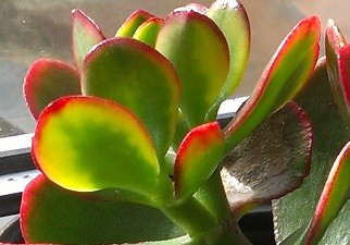 crassula_dreifarbig.jpg