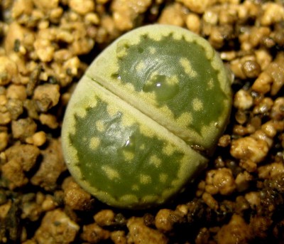 lebende-Steine-Lithops-159.jpg