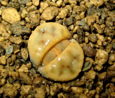lebende-Steine-Lithops-157.jpg