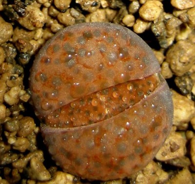 lebende-Steine-Lithops-155.jpg
