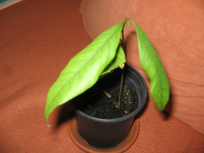 Litschi 001.JPG