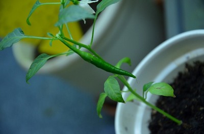 Cayenne.JPG