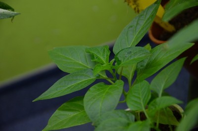 Bhut Jolokia improved strain 2.JPG