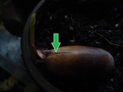 das sieht doch nach Eichel aus.jpg